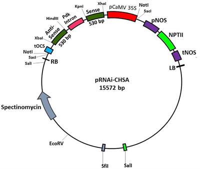 Comparative Analysis of Chitin SynthaseA dsRNA Mediated RNA Interference for Management of Crop Pests of Different Families of Lepidoptera